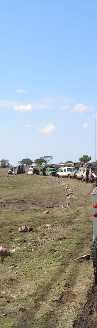 Ein seltenes Tier ist zu sehen...